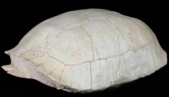 Fossil Tortoise (Testudo) - Uncommon Species #50819